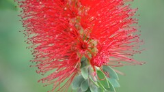Flowers macro Calliandra Plants