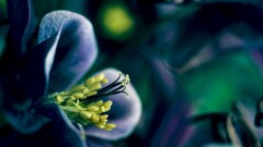 Flowers macro nature blue flowers