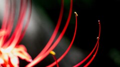 Flowers macro nature red flowers Plants