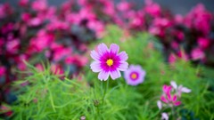 Flowers macro pink cosmos flower