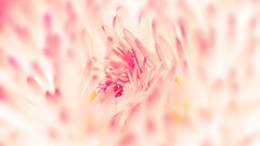 Flowers macro Plants pink