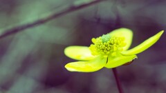 Flowers macro Plants