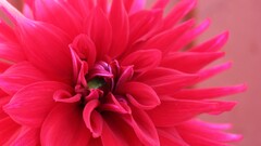 Flowers macro Plants