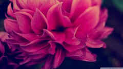 Flowers macro Plants