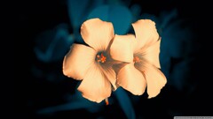 Flowers macro Plants