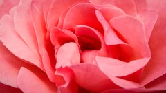 Flowers macro Plants