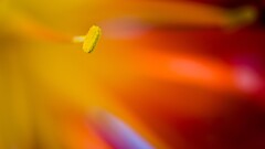 Flowers macro Plants