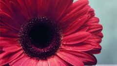 Flowers macro Plants red flowers