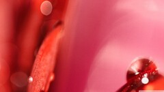 Flowers macro red Plants