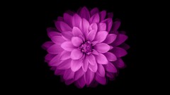 Flowers Minimalism Simple Background