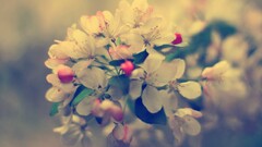 Flowers nature closeup