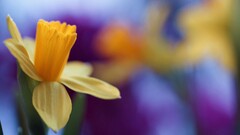 Flowers nature daffodils yellow flowers macro Plants