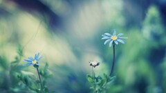 Flowers nature depth of field blue flowers