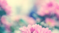 Flowers nature depth of field pink flowers