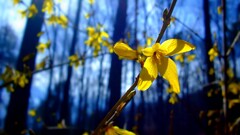 Flowers nature depth of field twigs yellow flowers Forsythia