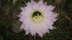 Flowers nature macro Plants pink
