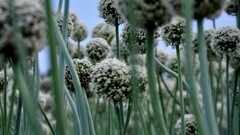 Flowers nature national geographic Plants