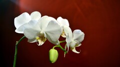 Flowers nature Orchids red white flowers