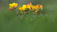 Flowers nature Plants grass