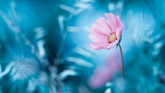 Flowers nature Plants pink flower cyan macro