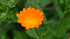 Flowers nature Plants