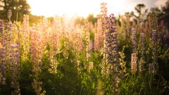 Flowers nature sunlight lavender Plants