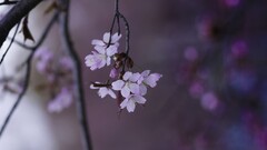 Flowers nature twigs depth of field white flowers