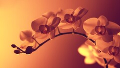 Flowers Orchids Plants