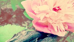 Flowers overcast pink flowers Plants