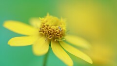 Flowers petals blurred Plants yellow flowers