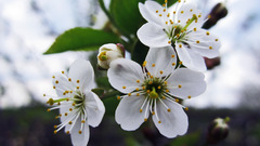 Flowers photography macro cherry blossom closeup white flowers
