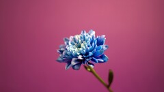 Flowers pink background blue flowers