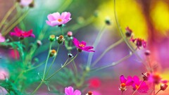 Flowers pink flowers nature depth of field cosmos flower Plants