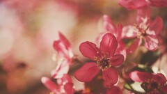 Flowers pink flowers nature depth of field red