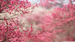 Flowers pink flowers Plants watermarked