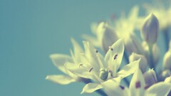 Flowers Plants blue background