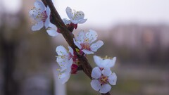 Flowers Plants branch