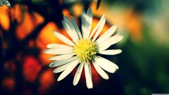 Flowers Plants closeup