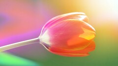 Flowers Plants colorful gradient tulips