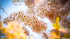 Flowers Plants colorful outdoors sunlight