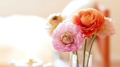 Flowers Plants colorful