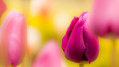 Flowers Plants colorful