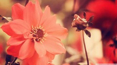 Flowers Plants colorful