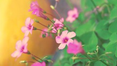 Flowers Plants colorful