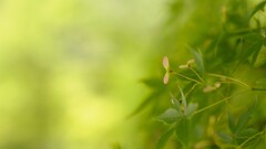 Flowers Plants green background