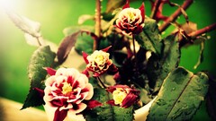 Flowers Plants green background water drops