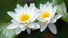 Flowers Plants lily pads