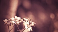 Flowers Plants macro blurred