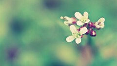 Flowers Plants macro