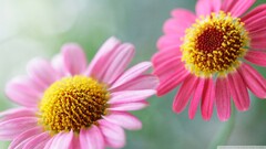 Flowers Plants macro